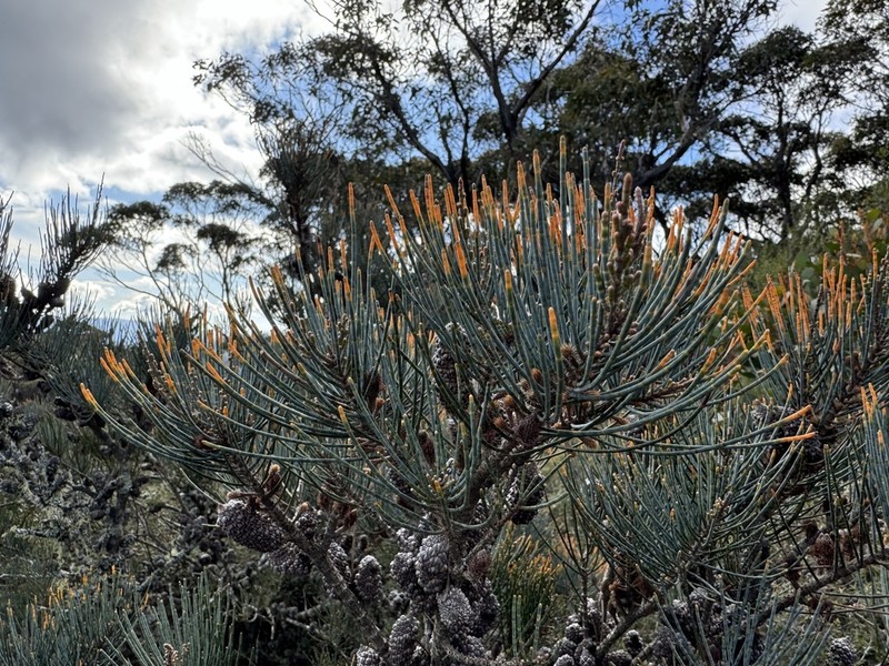 Allocasuarina grampiana photo 5