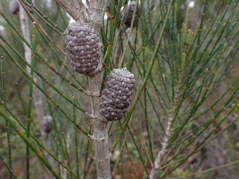 Allocasuarina grampiana photo 6
