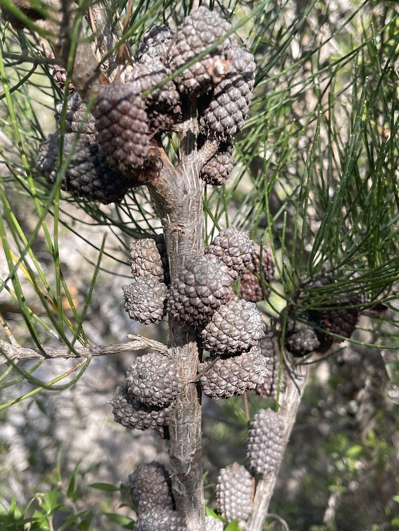 Allocasuarina grampiana photo 7