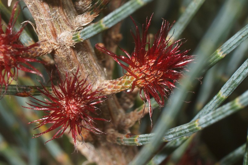 Allocasuarina grampiana photo 8