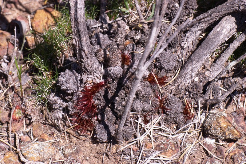 Allocasuarina grevilleoides