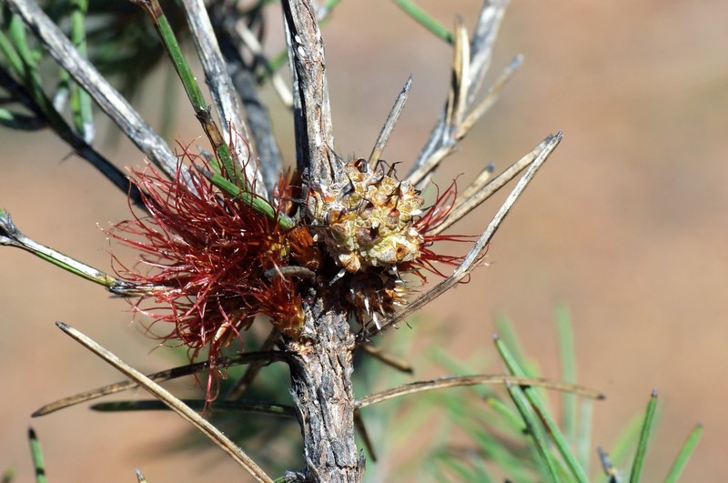 Allocasuarina grevilleoides photo 2