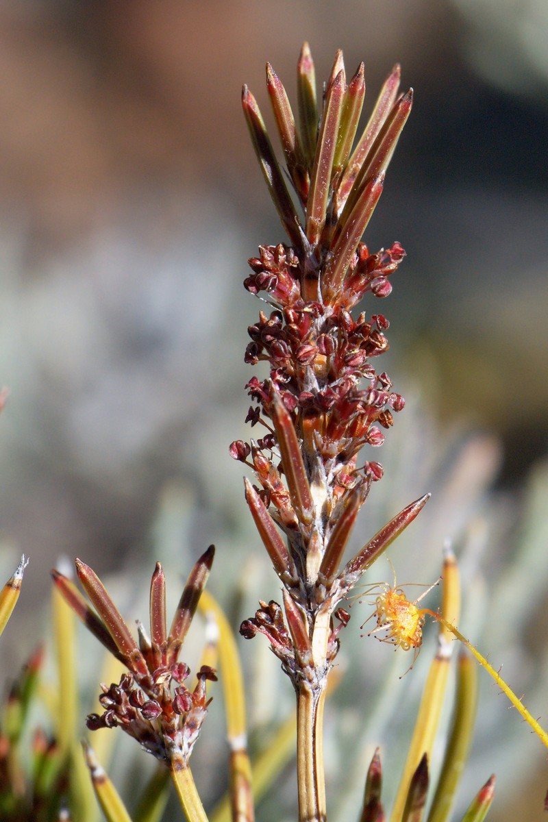 Allocasuarina grevilleoides photo 3