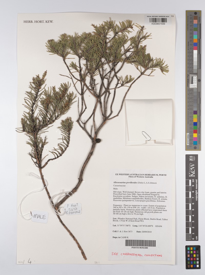 Allocasuarina grevilleoides photo 4