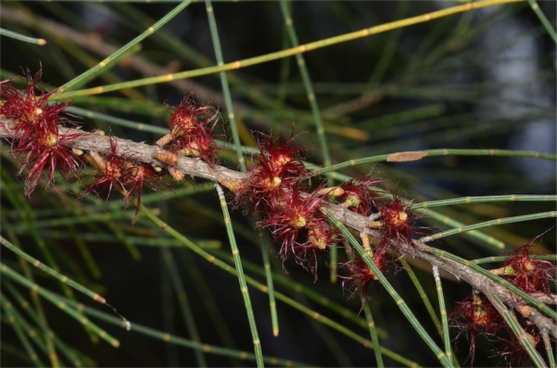 Allocasuarina gymnanthera
