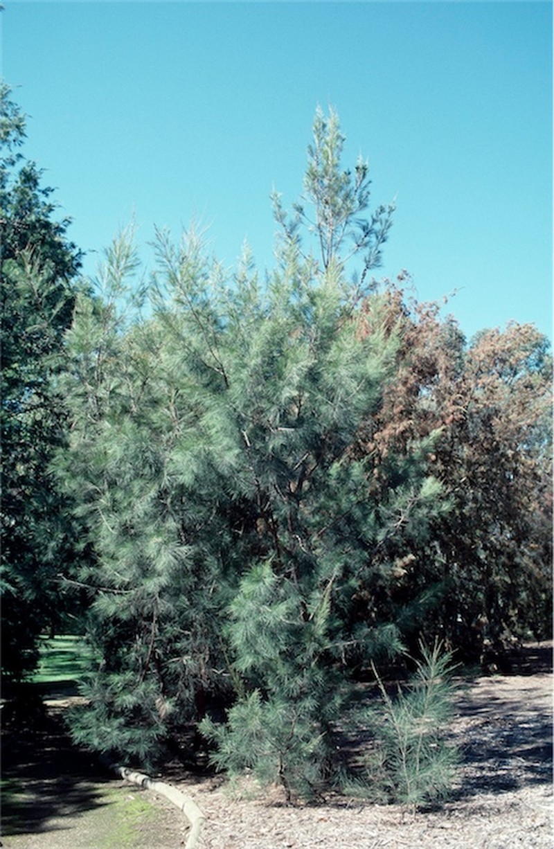 Allocasuarina gymnanthera photo 2