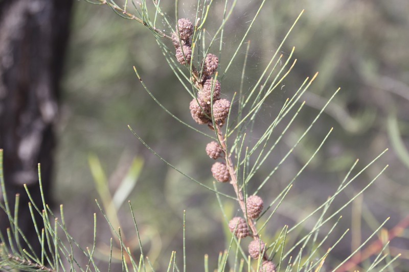 Allocasuarina gymnanthera photo 3