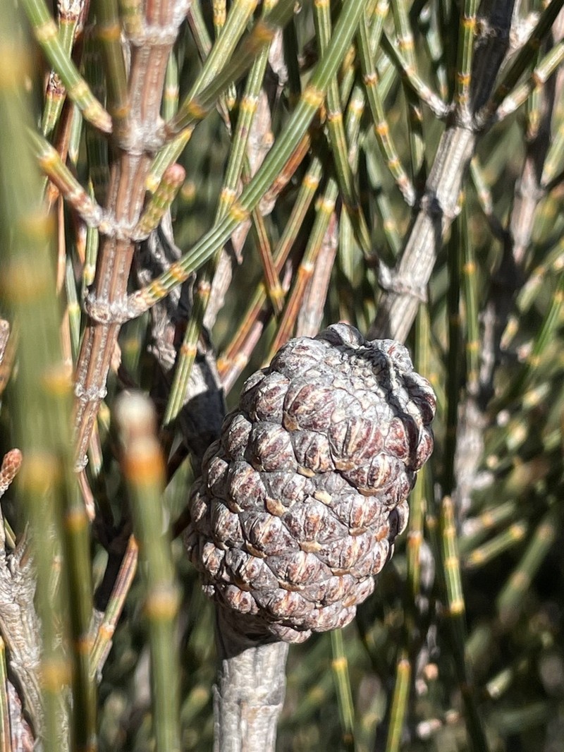 Allocasuarina gymnanthera photo 4