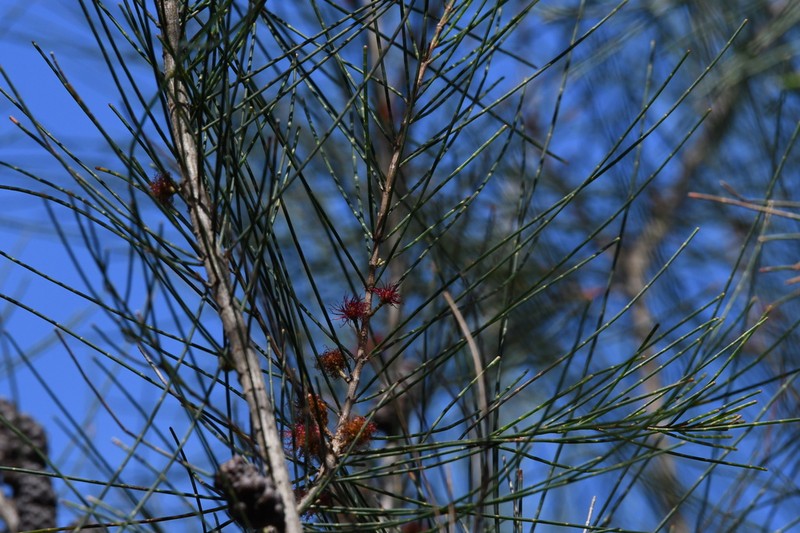 Allocasuarina gymnanthera photo 5