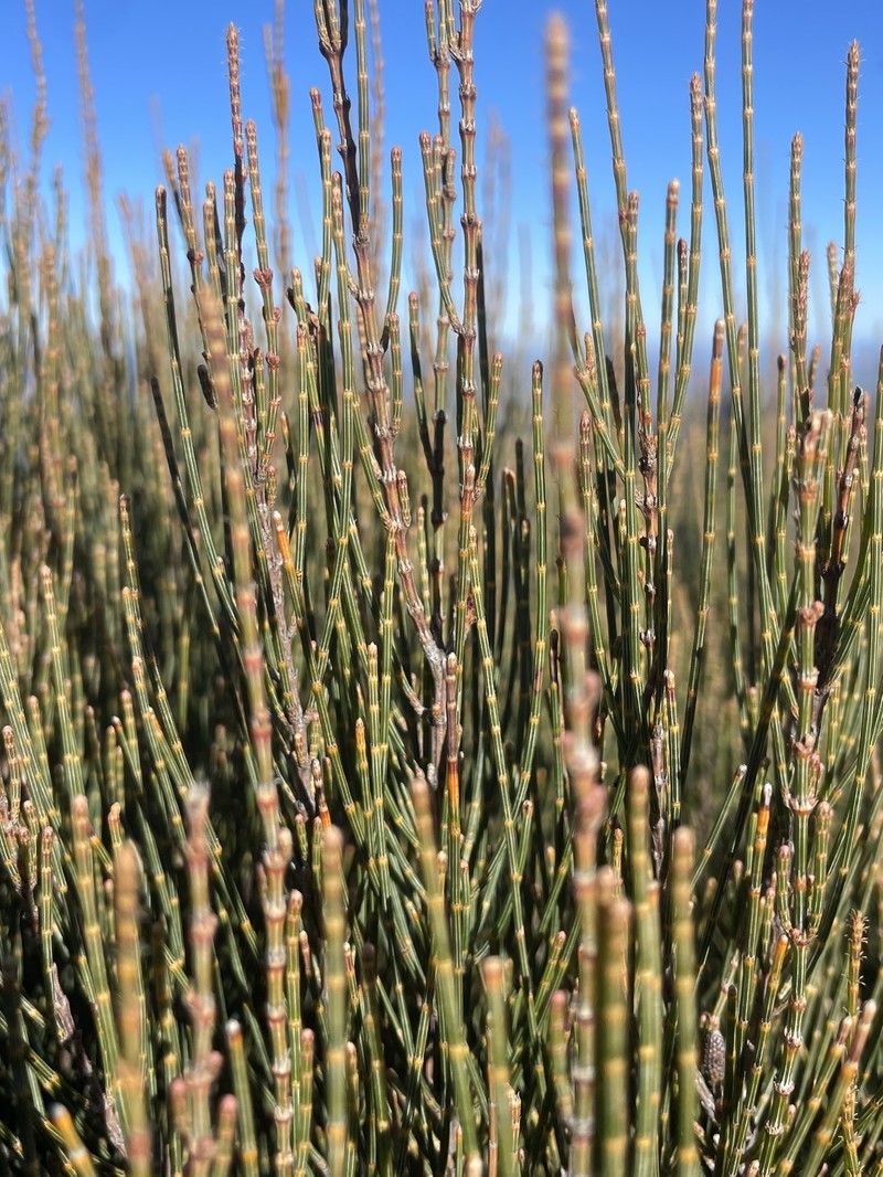 Allocasuarina gymnanthera photo 6