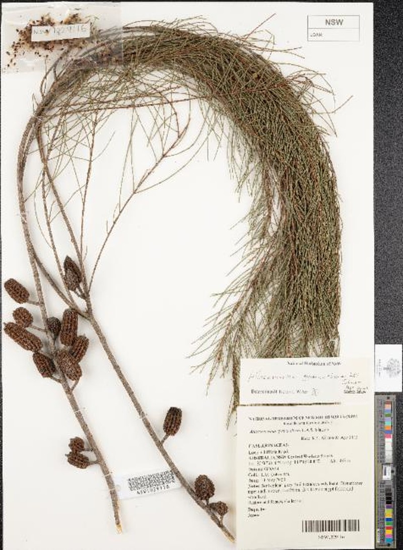 Allocasuarina gymnanthera photo 7