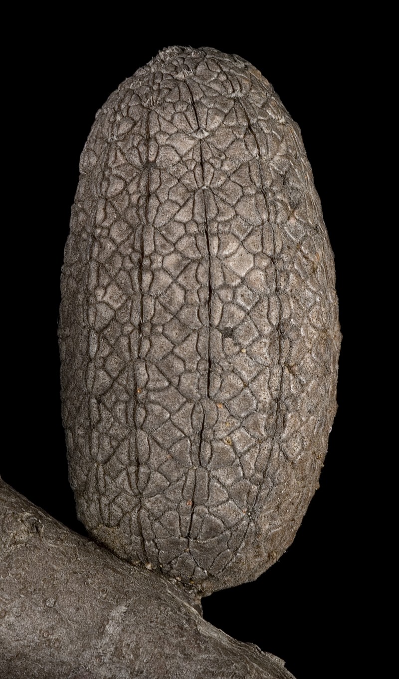Allocasuarina helmsii