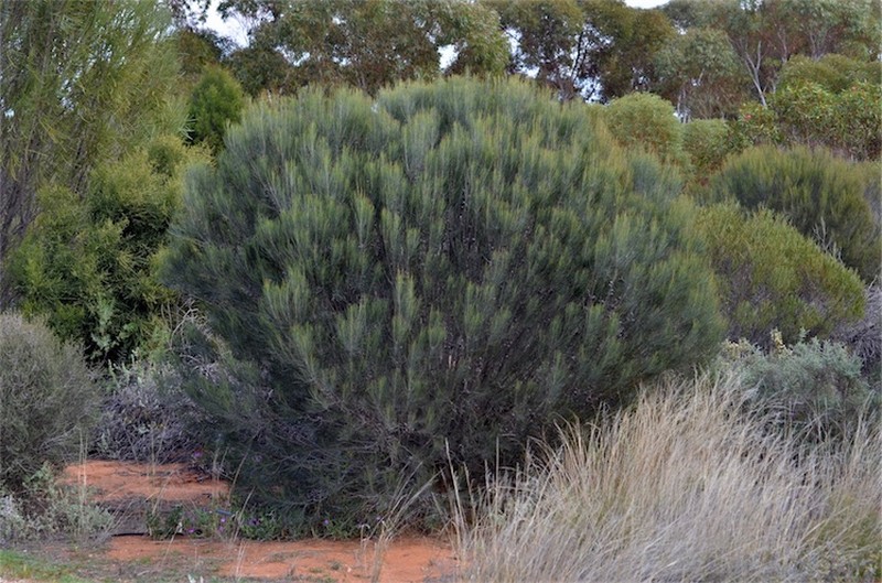 Allocasuarina helmsii photo 2