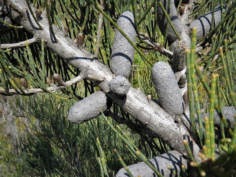 Allocasuarina helmsii photo 4
