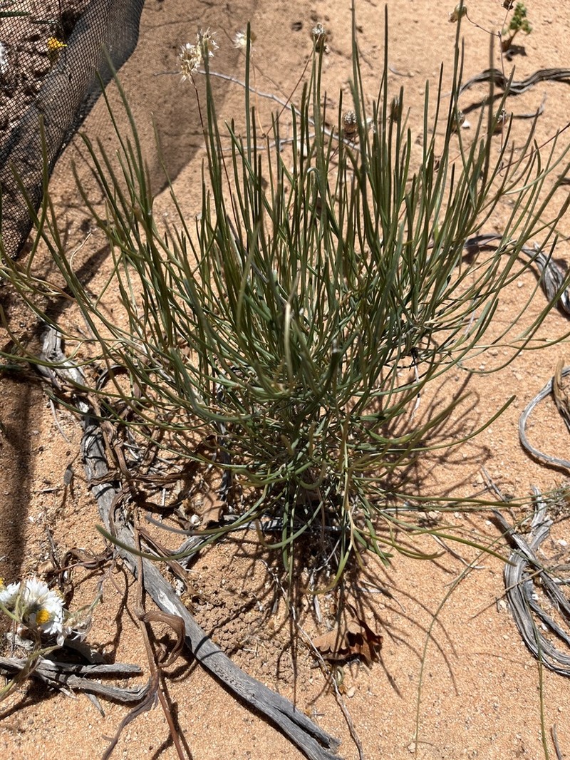 Allocasuarina helmsii photo 5