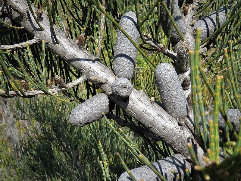Allocasuarina helmsii photo 6
