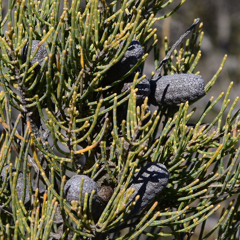 Allocasuarina helmsii photo 7