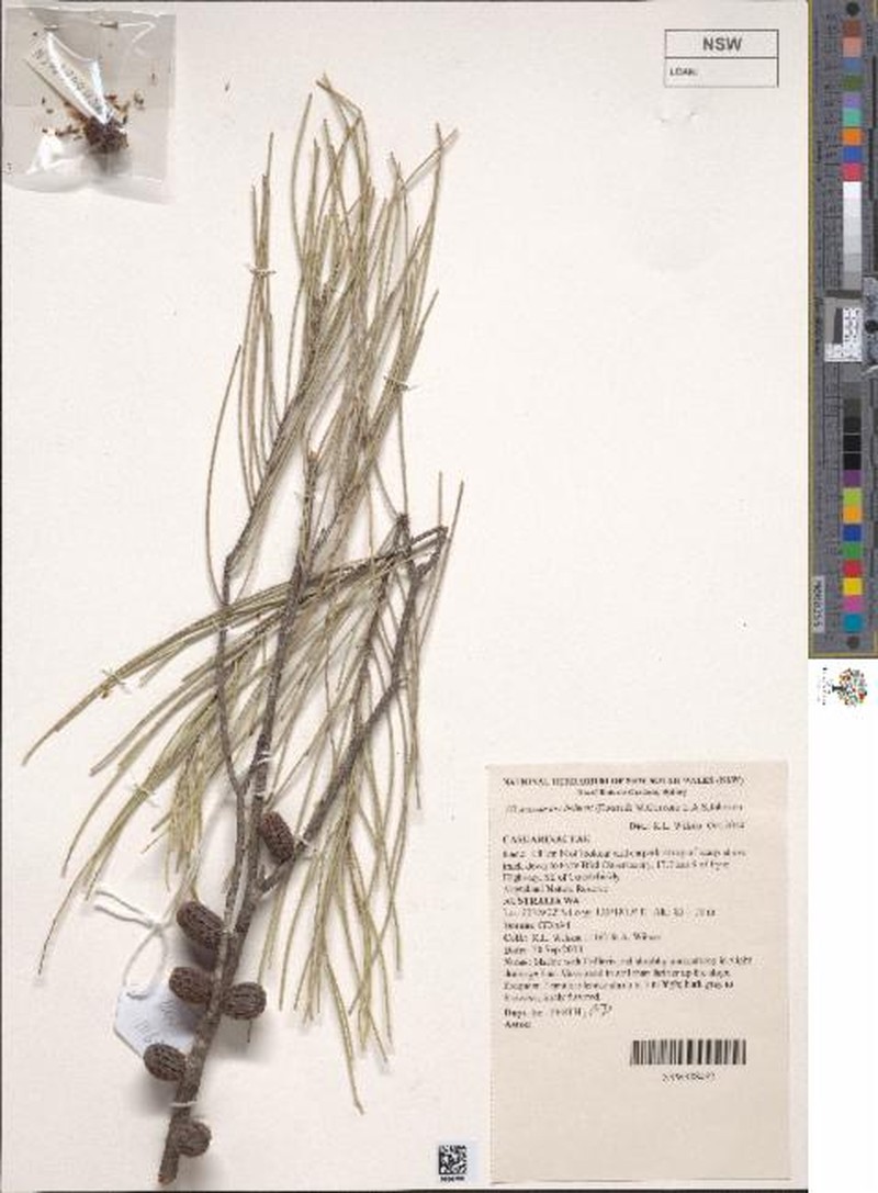 Allocasuarina helmsii photo 8
