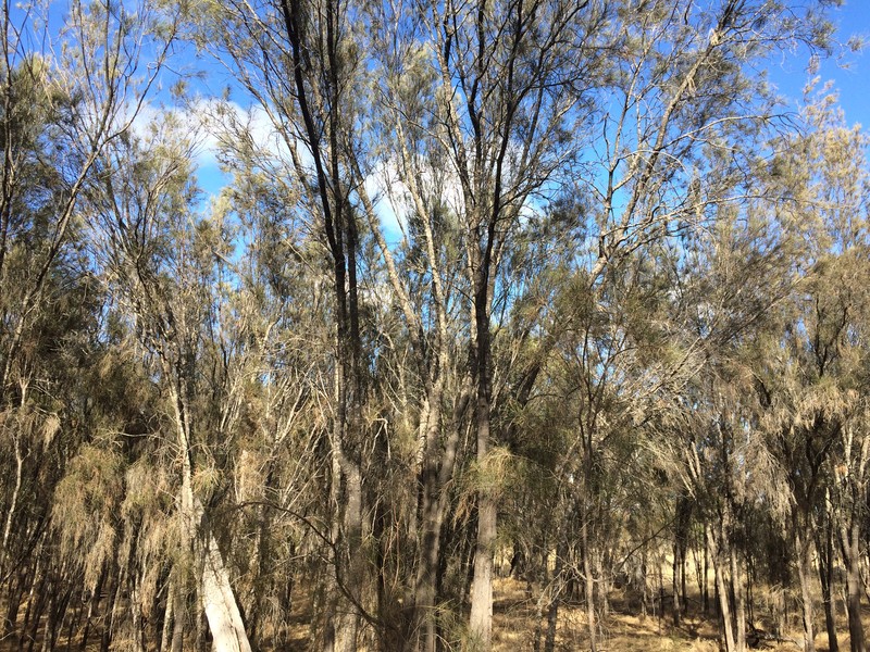 Allocasuarina huegeliana