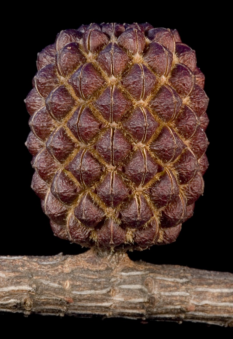 Allocasuarina huegeliana photo 2