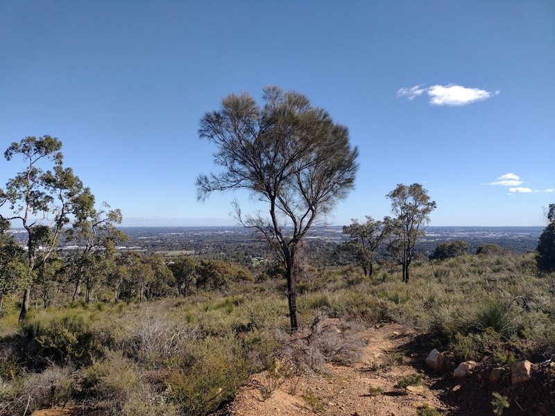 Allocasuarina huegeliana photo 4