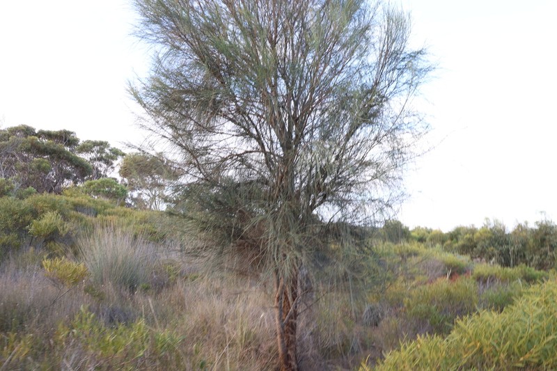Allocasuarina huegeliana photo 5