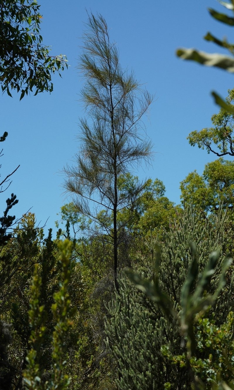 Allocasuarina huegeliana photo 6