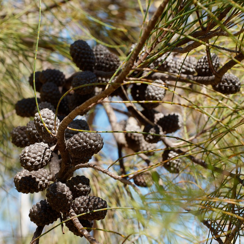 Allocasuarina huegeliana photo 7
