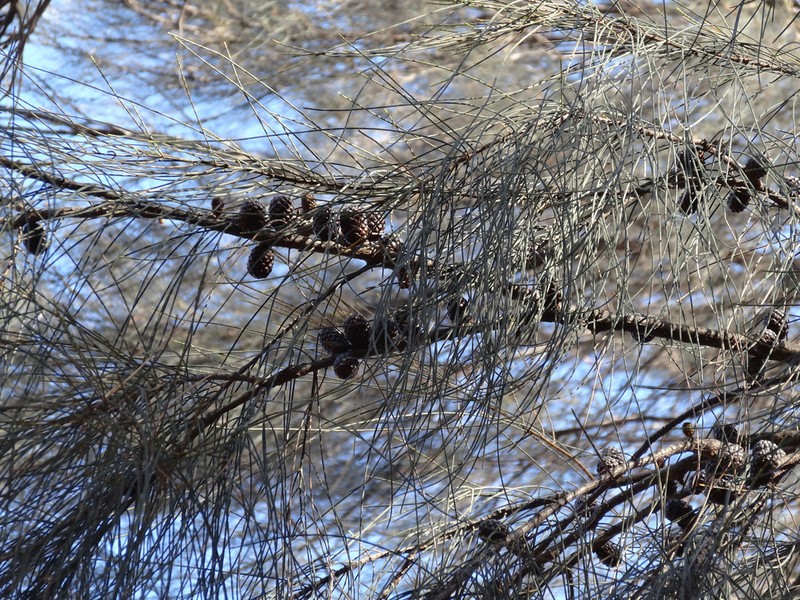 Allocasuarina huegeliana photo 8