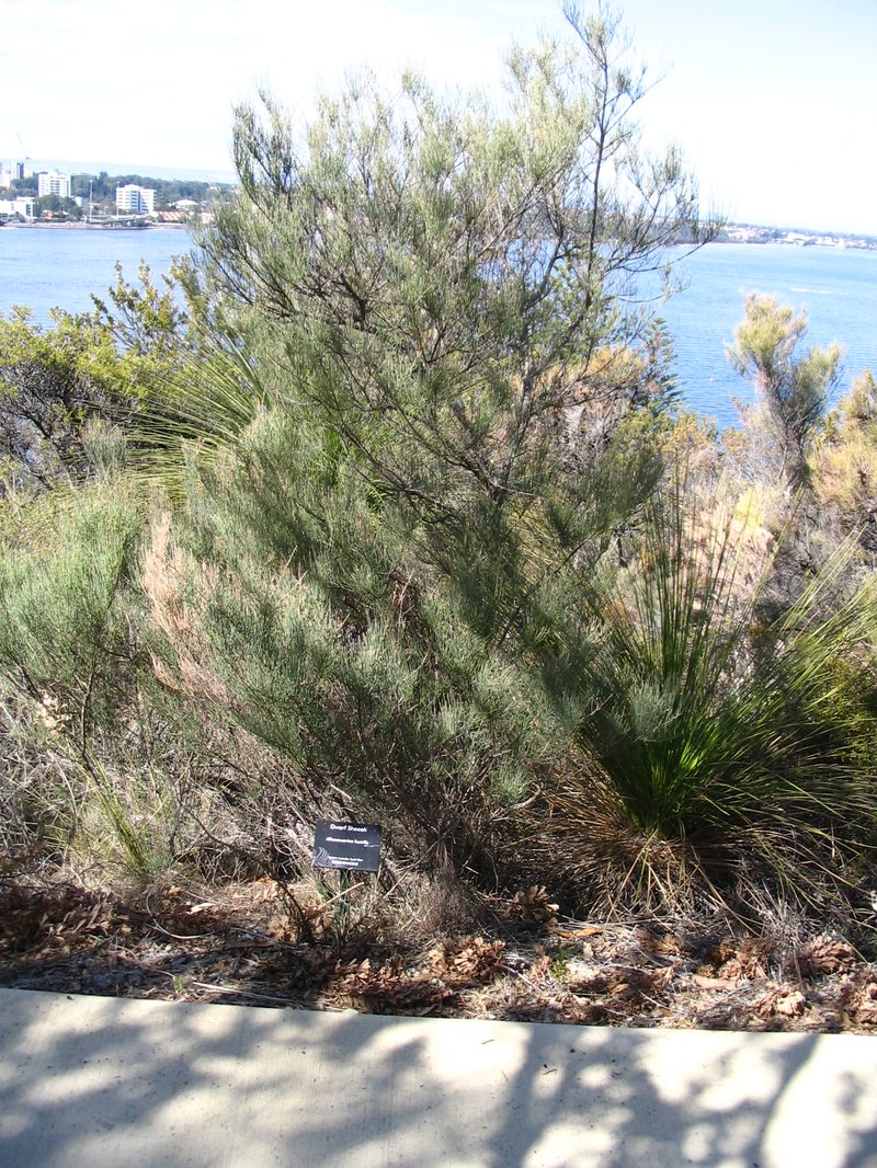 Allocasuarina humilis