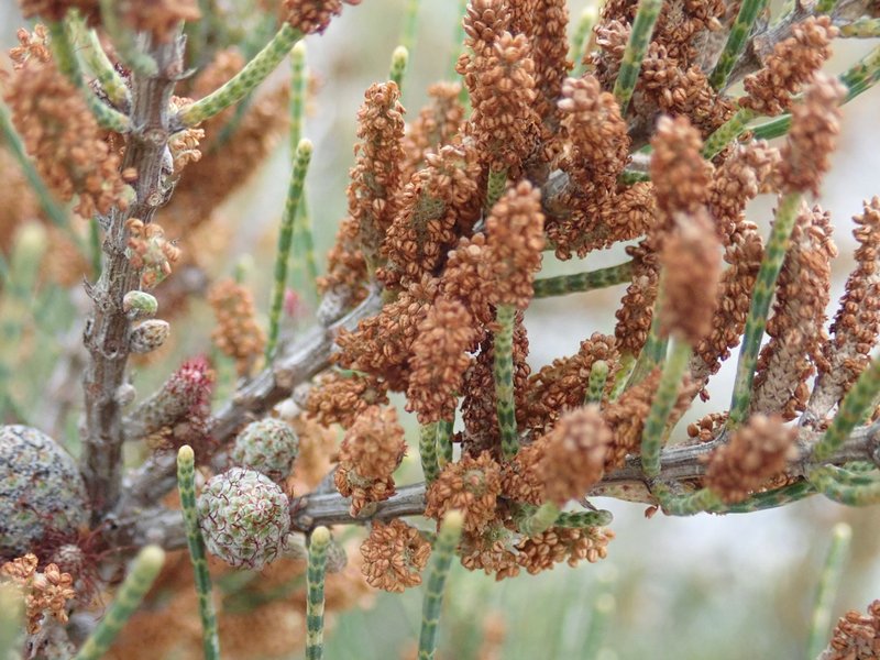 Allocasuarina humilis photo 2