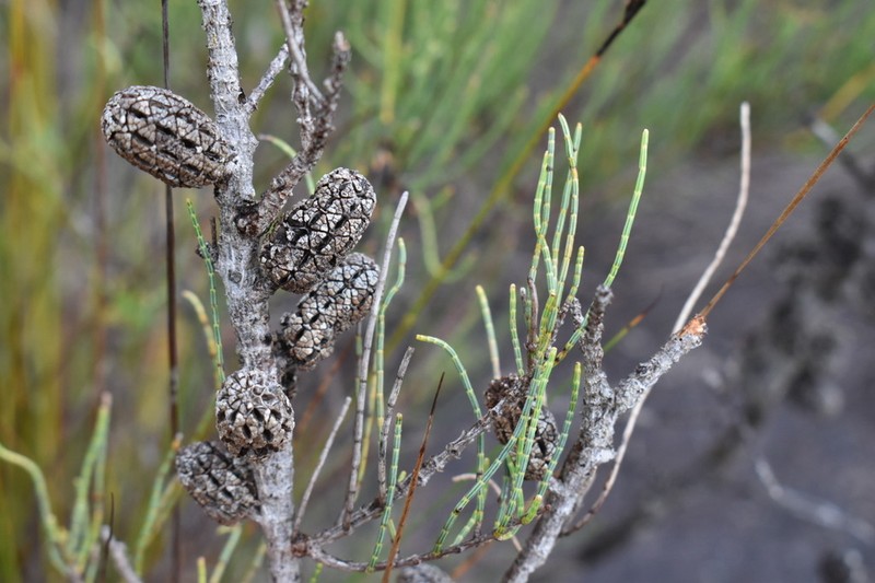 Allocasuarina humilis photo 3