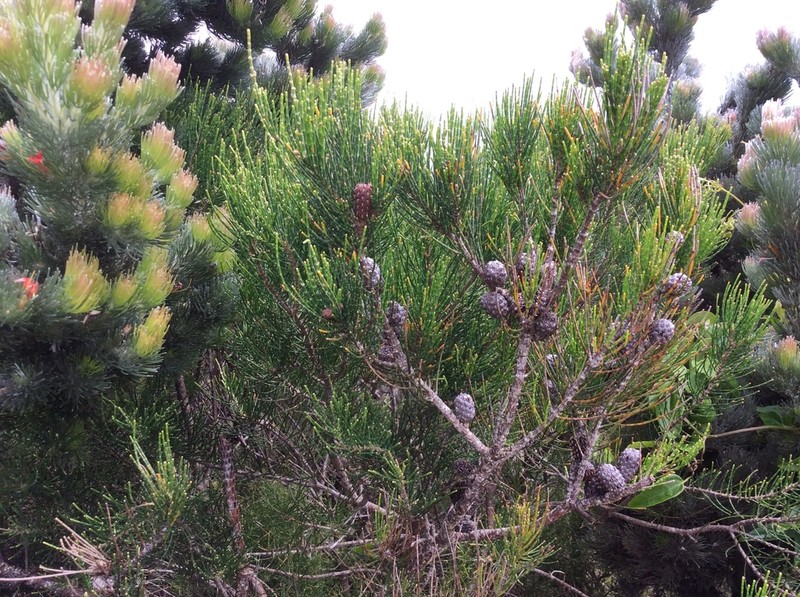 Allocasuarina humilis photo 4