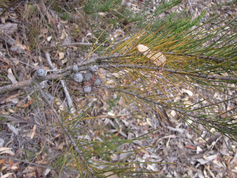 Allocasuarina humilis photo 5