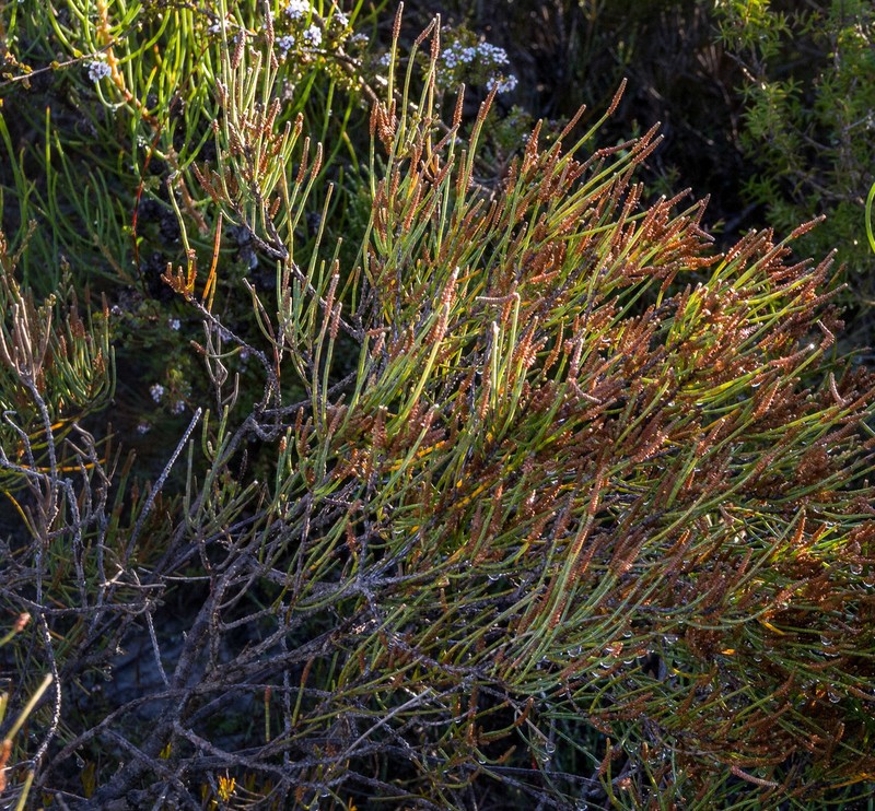 Allocasuarina humilis photo 6