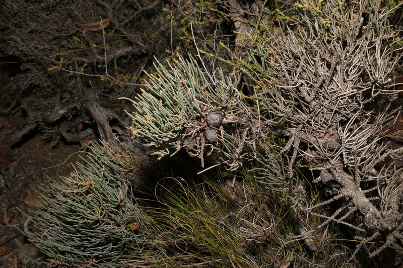 Allocasuarina humilis photo 7