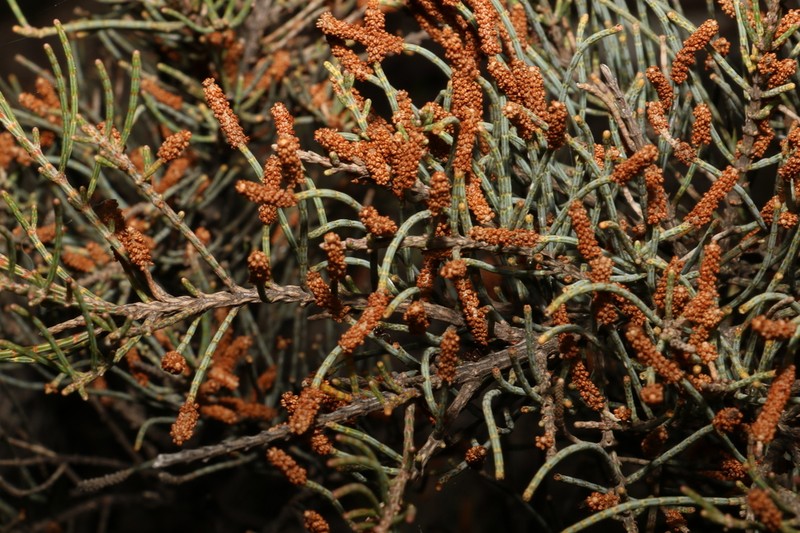 Allocasuarina humilis photo 8