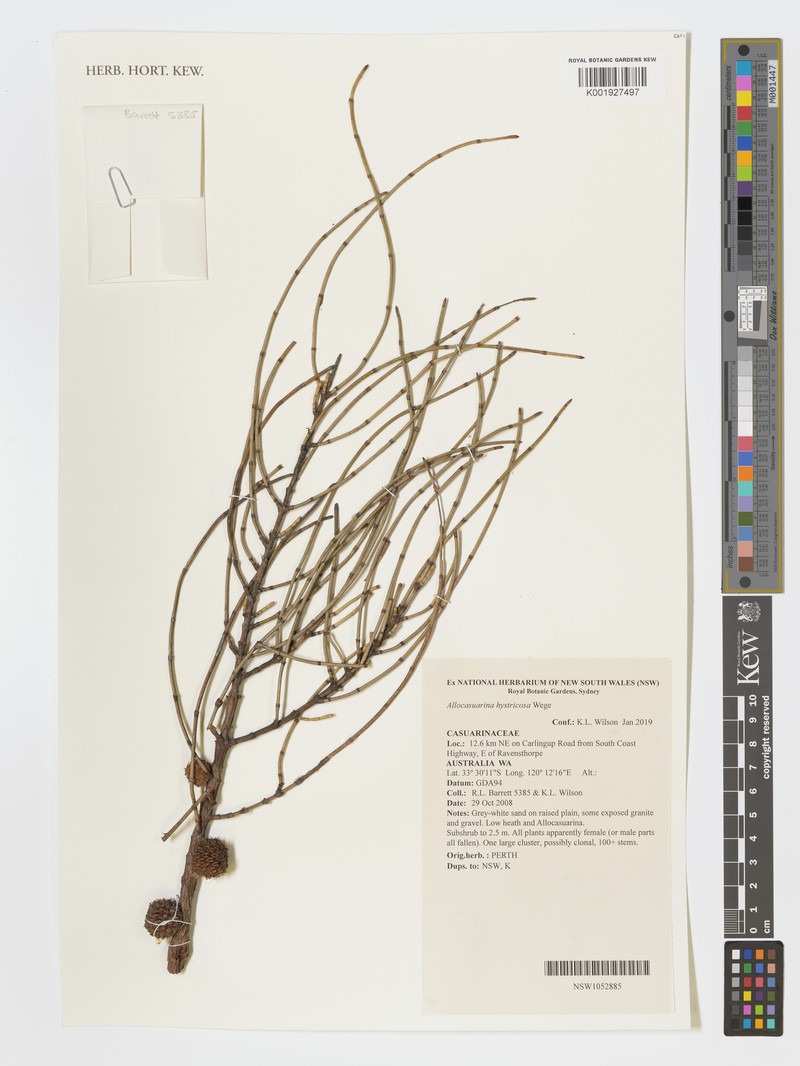 Allocasuarina hystricosa