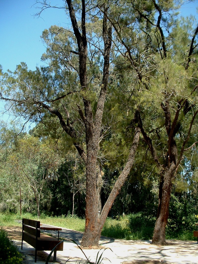 Allocasuarina inophloia