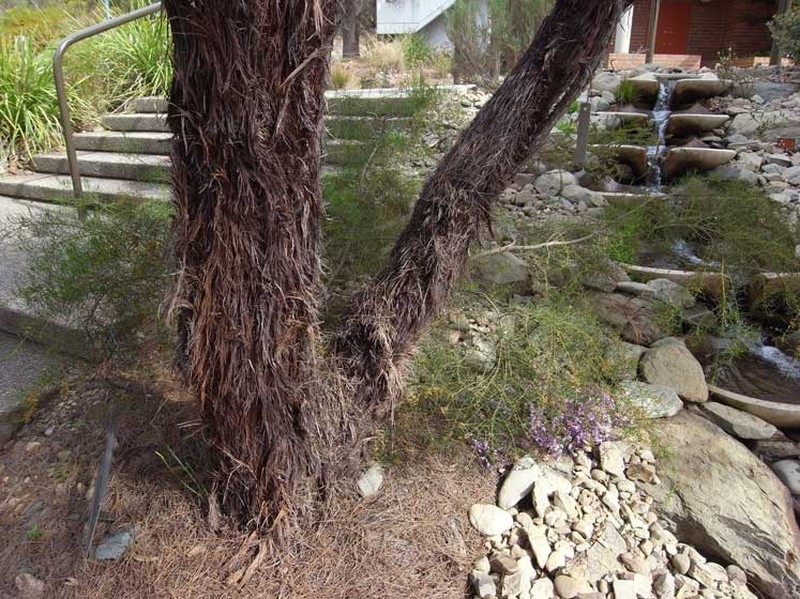 Allocasuarina inophloia photo 2