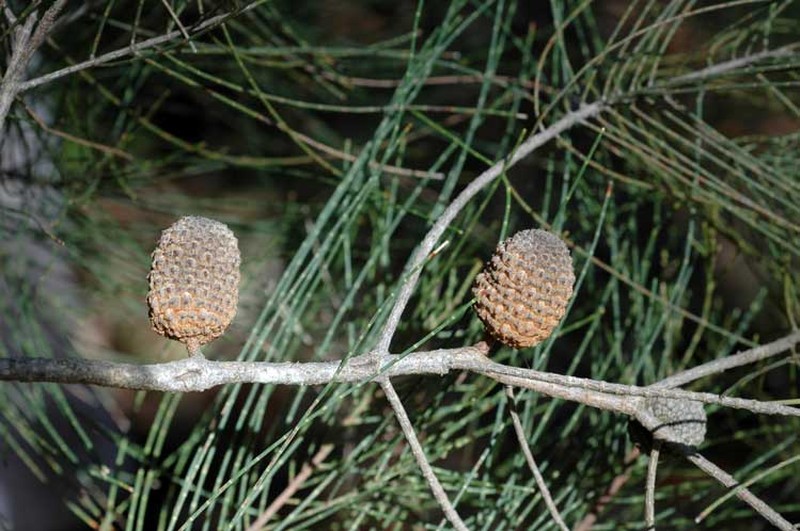 Allocasuarina inophloia photo 3