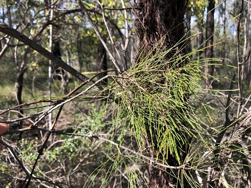 Allocasuarina inophloia photo 4