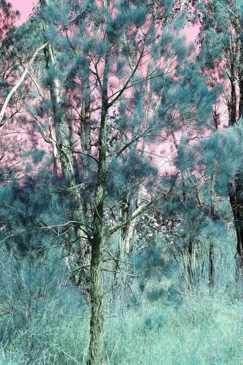 Allocasuarina inophloia photo 5