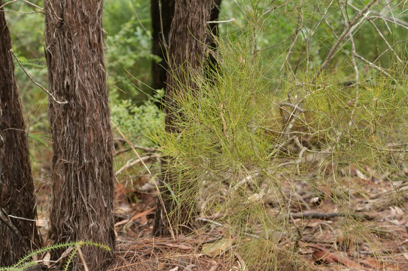 Allocasuarina inophloia photo 6