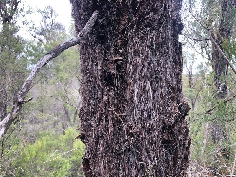 Allocasuarina inophloia photo 7