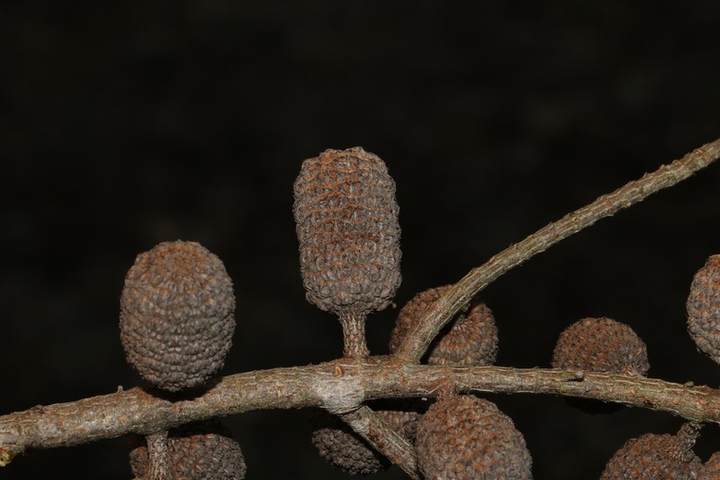 Allocasuarina inophloia photo 8