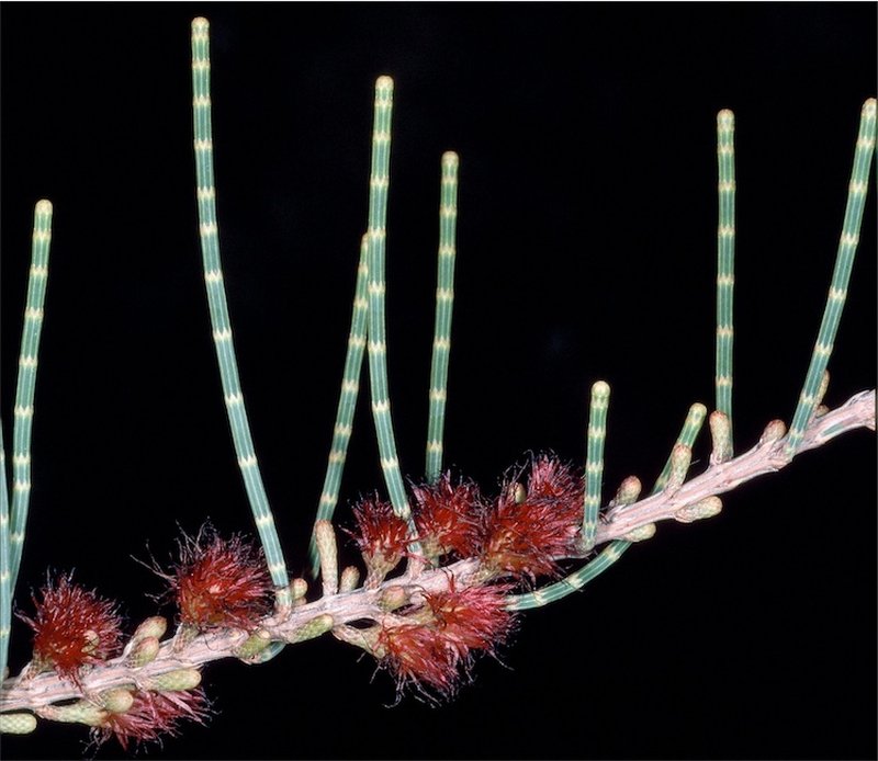Allocasuarina lehmanniana photo 2