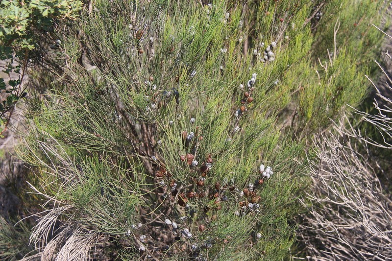 Allocasuarina lehmanniana photo 3