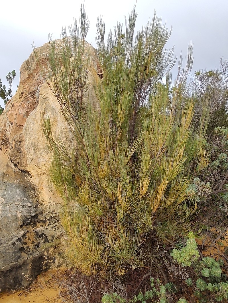 Allocasuarina lehmanniana photo 4