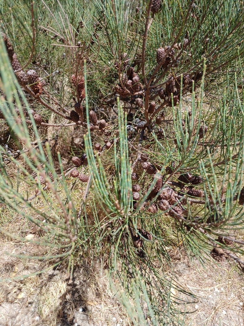 Allocasuarina lehmanniana photo 5
